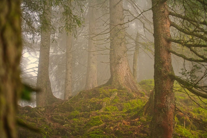Alternate Reality Forest